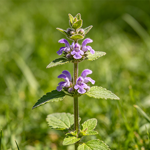 Fadogia Agrestis Extract 10:1